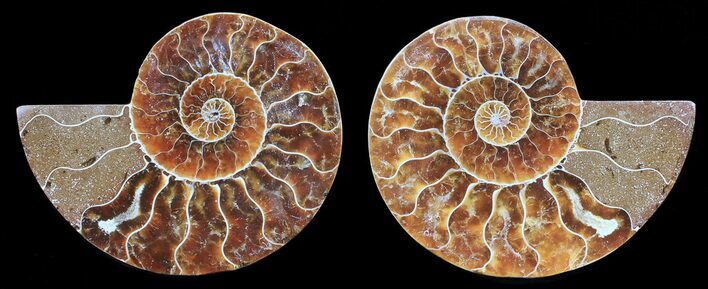Polished Ammonite Pair - Agatized #56305